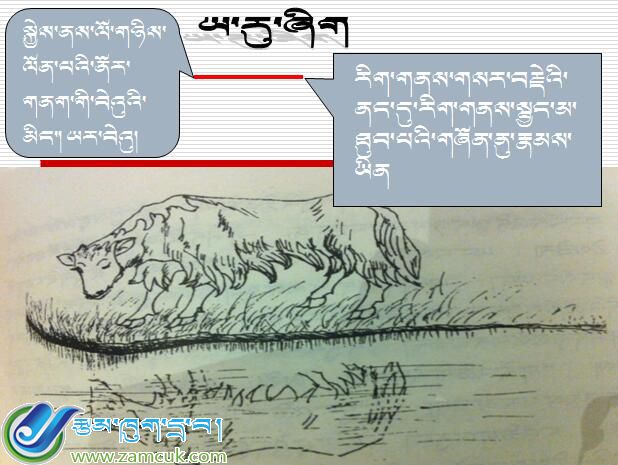 初二年级上学期藏语文《小牦牛》课件.ppt (1).jpg
