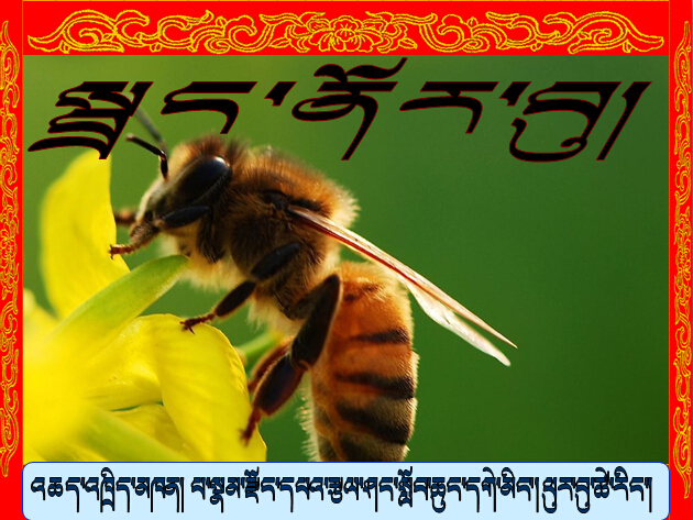 五年级藏文上学期《蜜蜂》全文说课课件