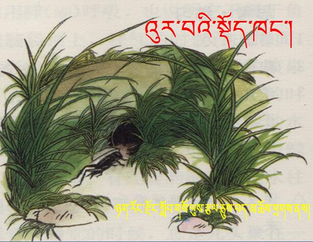 小学五年级下学期藏语文第十二课《蟋蟀的住宅》课件