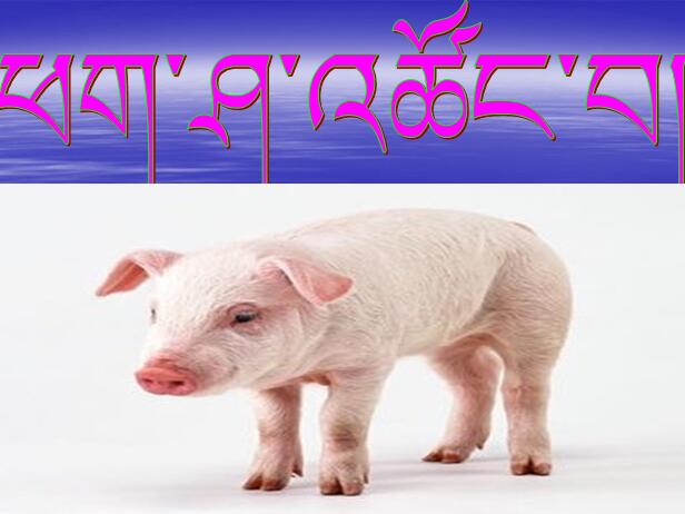 尼木县中心小学四年级下学期藏语文《卖猪肉》课件2.jpg