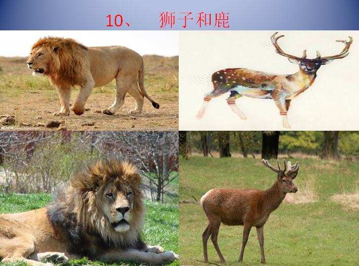 小学四年级下学期汉语文《狮子和鹿》课件