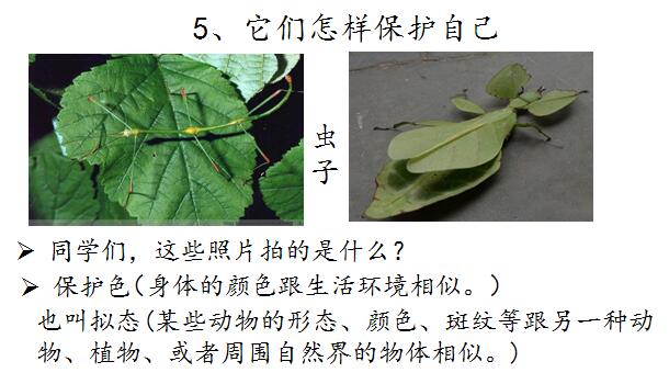 小学四年级下学期汉语文第八册《它们怎样保护自己》课件 (2).jpg