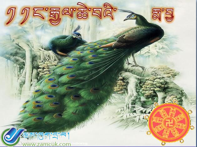 小学三年级上学期藏语文《骄傲的孔雀》课件