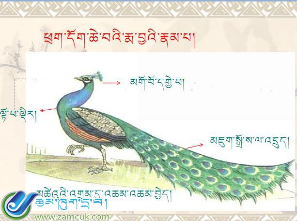 小学三年级上学期藏语文《骄傲的孔雀》课件 (3).jpg
