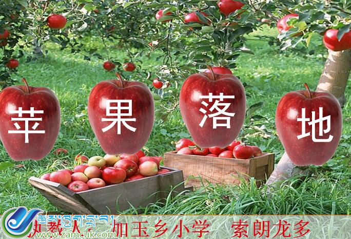 隆子县加玉乡小学三年级上学期汉语文《苹果落地》 课件