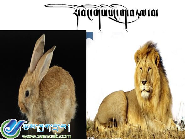 拉萨市第一小学二年级上学期藏语文上册《兔子打败狮子》课件